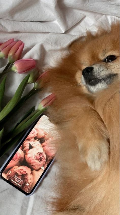 Pomeranian Wallpaper Aesthetic, Pomeranian Aesthetic, Puppy Pomeranian, Vogue Wallpaper, Pomeranian Mom, Aesthetic Dogs, Dogs Instagram, Pomeranian Puppy Teacup, Peach Aesthetic