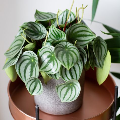 Watermelon Peperomia: How to Care For Peperomia Argyreia | Plant Care Watermelon Peperomia, Watermelon Plant, Peperomia Plant, Best Indoor Plants, Money Trees, Herbaceous Perennials, Propagating Plants, Growing Indoors, Plant Collection