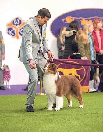 Yelm-Raised ‘Tango’ Wins at Westminster Dog Show | Local News | yelmonline.com Show Dogs Breeds, Dog Show Aesthetic, Show Dogs, Best In Show Dog, 4h Dog Showmanship, Aussie Sheepdog, Alaskan Noble Companion Dog, Westminster Dog Show, Dog Exercise