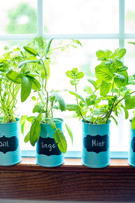 How to Make a DIY Indoor Window Sill Herb Garden - Save money, prevent food waste, and bring a little green inside with this easy and cheap DIY Indoor Window Sill Herb Garden for fresh herbs all year long! Window Sill Herb Garden, Indoor Rainforest, Window Herb Garden, Growing Food Indoors, Potted Garden, Daisy Troop, Herb Garden Planter, Outdoor Herb Garden, Split Foyer