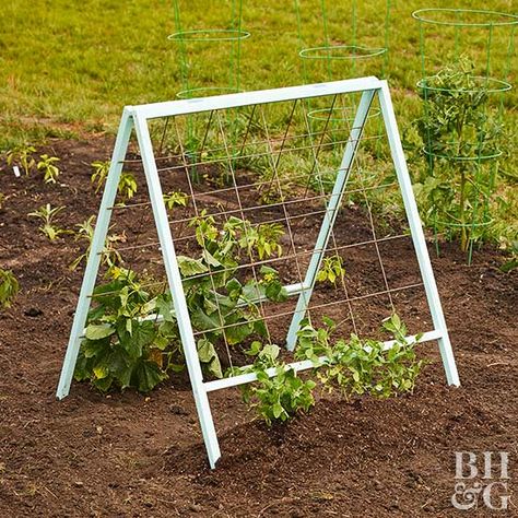 Vertical vegetable garden A Frame Trellis, Vegetable Trellis, Cleaning Station, Vertical Vegetable Gardens, Gutter Garden, Cucumber Trellis, Grow Tomatoes, Vertical Vegetable Garden, Vertical Herb Garden