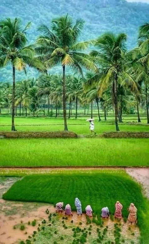 Farmer Images India Hd, Kerala Landscape Photography, Keralapiravi Images, Kerala Nature Images, Kerala Landscape, Agriculture Photography, Agriculture Photos, Nature Images Hd, Weird Trees