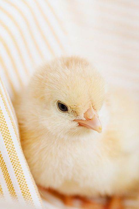 Cute Chicken Photos, Baby Chick Pictures, Cute Chicken Pictures, Pollitos Aesthetic, Cute Chicken Wallpaper, Baby Chicks Aesthetic, Chickens Aesthetic, Cute Chicken Aesthetic, Chick Aesthetic