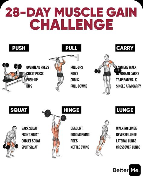 Exercise To Reduce Belly, Muscle Gain Workout, Complete Body Workout, Burn Belly Fat Workout, Push Workout, Weight Gain Workout, Workout Program Gym, Dumbell Workout, Full Body Workout Routine