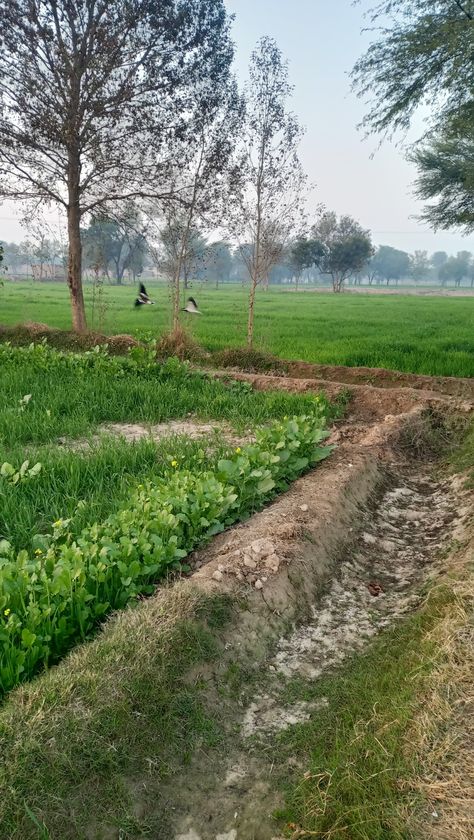 Punjab villages natural photo #village #punjab #sohnapind #myvillage #greenfields #punjab #nature #gardening Indian Village View Video, Old Village Photo, Punjab Village Photography, Village Photography Nature, Village Life Aesthetic, Drawing Images Easy, Punjab Nature, Village Snap, Agriculture Drawing