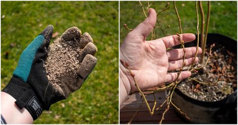 How & When To Fertilize Blueberry Bushes For Buckets Of Berries How To Prune Blueberry Bushes, How To Winterize Blueberry Bushes, How And When To Prune Blueberries, Propagating Blueberry Bushes, Blueberry Bush Care, Blueberry Companion Plants, Blueberry Bush, Growing Blueberries, Blueberry Plant