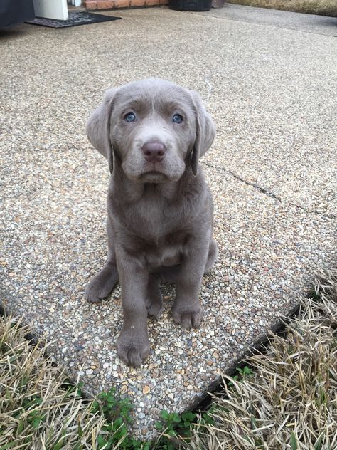 Silver Lab Puppies, Silver Labrador Retriever, Silver Labrador, Dog Tumblr, Puppy Heaven, Dog Heart, Puppy Photography, Silver Lab, Super Cute Puppies