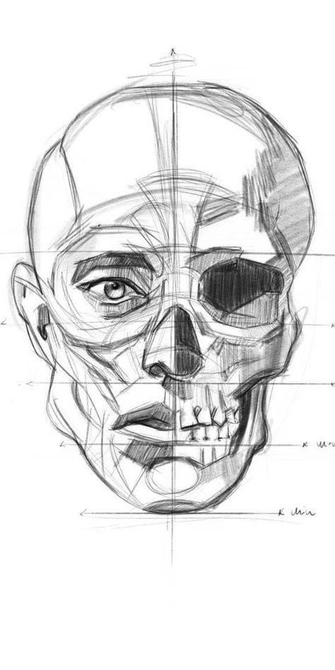 Skull Study Anatomy, Skull And Face Drawing, Face Skull Drawing, Skull Anatomy Drawing Study, Skull Reference Drawing, Skull Anatomy Drawing, Human Face Anatomy, Face Anatomy Drawing, Human Head Anatomy