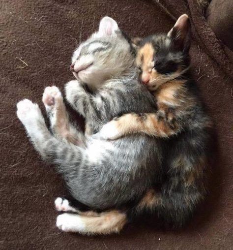 Calico Kitten, Cat Cuddle, Kitten Pictures, Cute Cats And Kittens, Cute Kittens, Crazy Cat Lady, Beautiful Cats, 귀여운 동물, Baby Cats