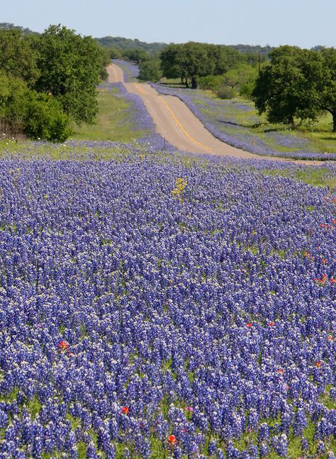 Because spring means bluebonnet-lined roads as far as the eye can see. | 27 Reasons Living In Texas Ruins You For Life Texas Bluebonnets, Belle Nature, Dirt Road, Texas Travel, Texas Hill Country, Blue Bonnets, Country Road, Hill Country, Flower Field