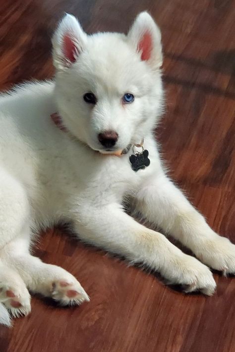 Best pet photography White Siberian Husky Puppy, Brown Wooden Floor, White Husky Puppy, White Siberian Husky, Turkish Angora Cat, White Husky, Angora Cats, Birman Cat, Dog Aesthetic