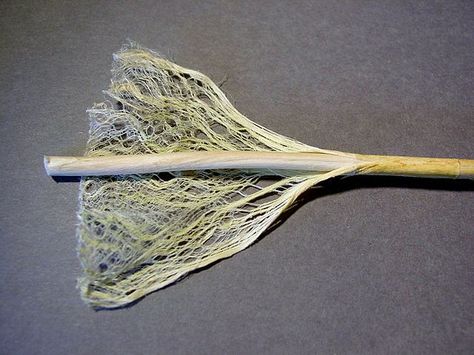 Hemp fiber stem Disaster Management, Hemp Clothing, Hemp Rope, E 40, Hemp Oil, Essie, Natural Fibers, Spinning, Seeds