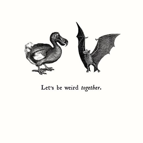 Greetings Cards Collection from British Brand, Alice Scott Lets Be Weird Together, Being Weird, Be Weird, Greeting Card Collection, Greetings Cards, Proverbs, Rooster, Moose Art, Bat