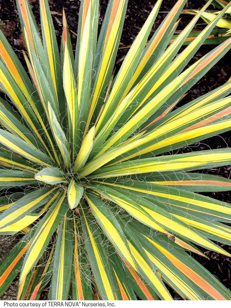 Flute Problems, Yucca Filamentosa, Band Problems, Characters Disney, Drought Tolerant Perennials, Marching Bands, Band Jokes, Yucca Plant, Sun Loving Plants