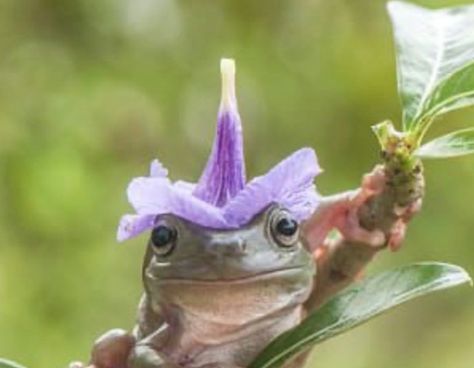 Frog With Flower, Fairy Hat, Thomas Sanders, Flower Hat, A Frog, Flower Hats, How Many People, Sanders, Frogs