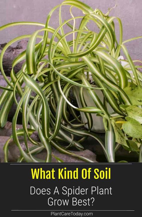 Best Soil For Spider Plants, Spider Plant Soil, Spider Plant Care Indoor, Spider Plant Care, Indoor Cactus Plants, Spider Flower, Pruning Plants, Chlorophytum Comosum, Pruning Hydrangeas