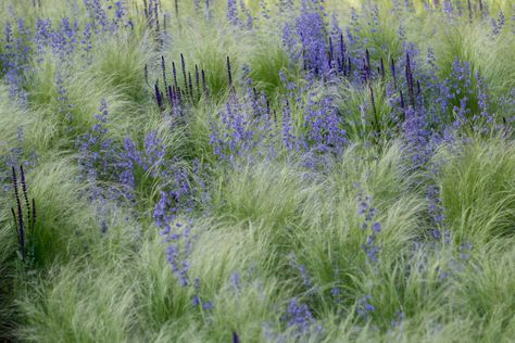 Salvia Nemorosa, Mexican Feather Grass, Prairie Planting, Hillside Garden, Prairie Garden, Meadow Garden, Gravel Garden, Grasses Garden, Blue Garden