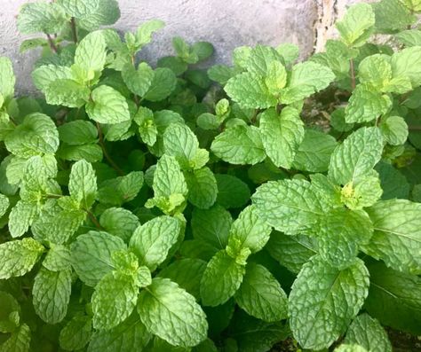 Can Mint Survive Winter? Tips For Overwintering Mint Plants - Bright Lane Gardens Potted Mint, Corsican Mint, Survive Winter, Mint Garden, Growing Mint, Winter Tips, Mint Plants, Winter Hacks, Organic Mulch