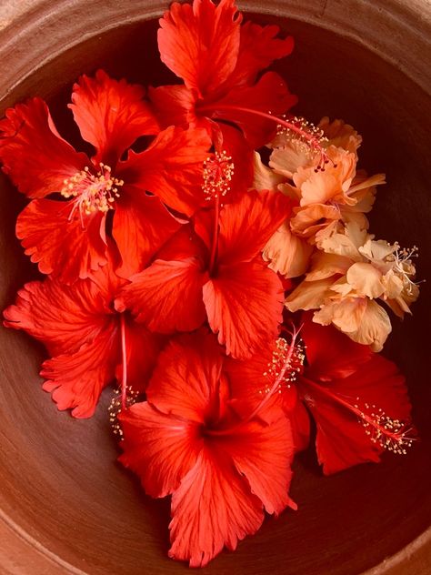 Hibiscus In Water Aesthetic, Bouquet Of Hibiscus Flowers, Red Hibiscus Flower Aesthetic, Warm Tone Aesthetic, Ayurveda Aesthetic, Hibiscus Flower Photography, Aesthetic Hibiscus Flower, Hibiscus Flower Bouquet, Hibiscus Flower Aesthetic