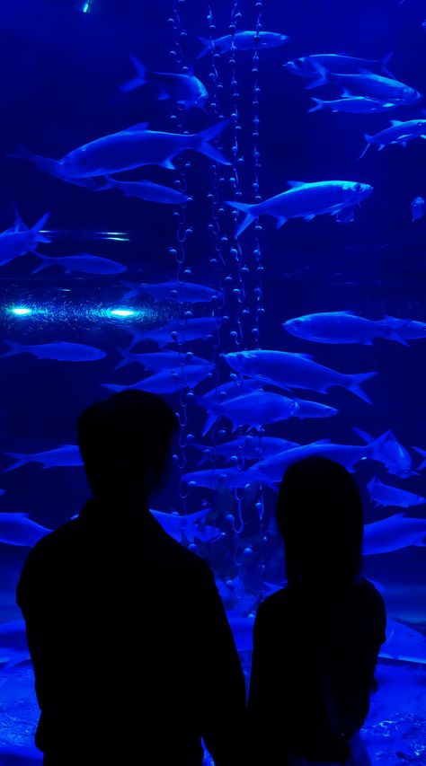 Aquarium Date Aesthetic Couple, Wading Photoshoot, Aquarium Aesthetic Couple, Aquarium Date Aesthetic, Aquarium Date Outfit, Aquarium Date, Aquarium Pictures, Aquarium Wedding, Dream Dates