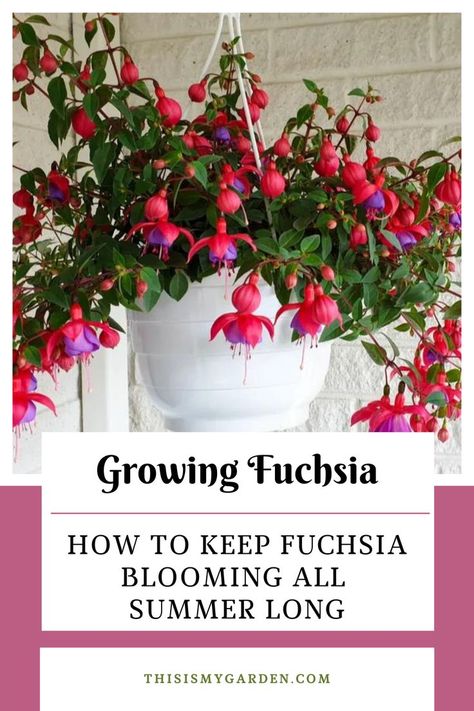 Want to keep your fuchsia plants blooming strong all summer long? Fuchsias are one of the most beautiful of all summer annuals to grace the landscape. Their bright, colorful teardrop blooms can be stunning when flowering big in pots, containers & hanging baskets. However, many gardeners find their fuchsias failing to thrive by mid-summer. But don't worry, with just a few simple tips and tricks, fuchsia plants can thrive not just into the middle of summer, but right up until the first frost! Fuchsia Hanging Basket, Fuscia Plant Care, Fushia Plant Flowers Garden, Growing Fuschia Plant, Fuchsia Plant In Pot, Fushia Plants Hanging Baskets, Fuschia Plant Care, Fuschia Hanging Basket, Corabells Landscaping