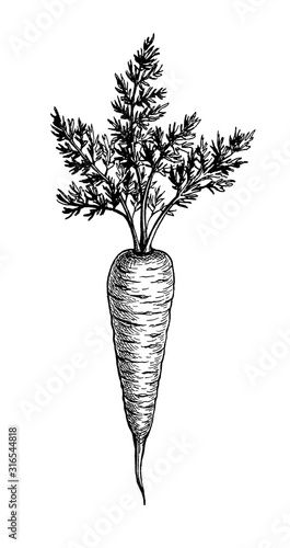 Stock Image: Ink sketch of carrot. Carrot Tattoo Black And White, Carrots Drawing, Carrot Sketch, Carrot Tattoo, Carrot Illustration, Vegetable Tattoo, Carrot Drawing, Hamsa Tattoo Design, Losing Game