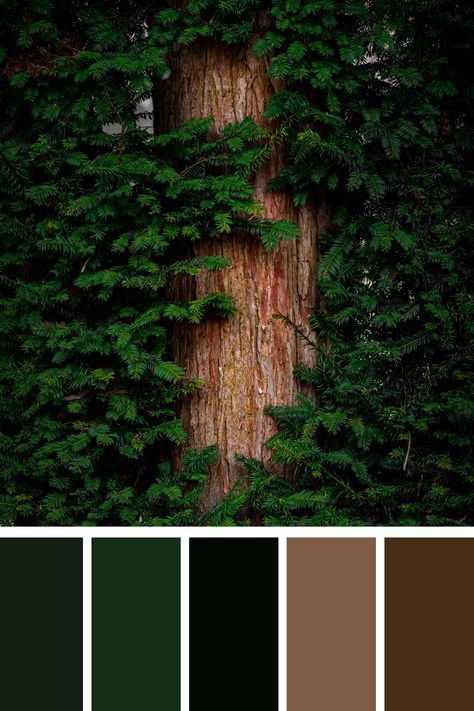 A sturdy brown tree stands proudly, its textured bark contrasting beautifully with the lush green leaves that envelop it. This harmonious scene captures the essence of nature's resilience and vitality, with vibrant foliage highlighting the tree's timeless strength. Forest Color Palette, Color Scheme Generator, Earth Colour Palette, Tone Color Palette, Earth Tone Color Palette, Theme Green, Color Generator, Brown Tree, Earth Tone Color