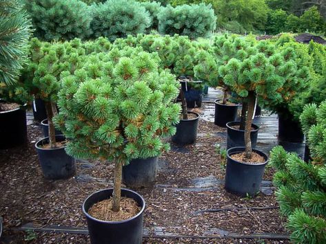 Growing Trees In Pots 101 - Best Trees For Planters - Jay Scotts Collection Tree Planter Ideas, Mugo Pine, Pine Garden, Tree Planters, Zen Garden Design, Evergreen Garden, Container Gardening Flowers, Tree Tree, Beautiful Yards