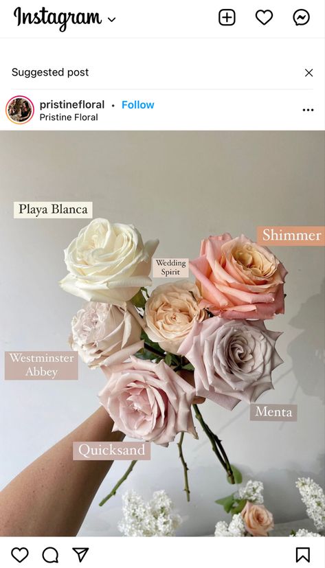 Greenery Names, Quicksand Rose, Dusty Pink Roses, Fifty Flowers, Fresh Wedding Flowers, Rose Colors, Wedding Roses, Rose Varieties, Flower Guide