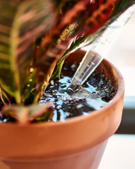 Overwatering is super common. Prolonged exposure to water plus poor drainage often causes root rot in plants. You’ll be able to tell if your plant is suffering by keeping an eye out for signs like soft or wilting, yellowing leaves. If there’s water sitting on top of the soil (in non-draining pots) or a puddle of water left in the saucer after you water your plants, you’re probably giving them too much water. Here is the solution to overwatering: use a turkey baster! Overwatering Plants, Huge Planters, Puddle Of Water, Turkey Baster, Epson Salt, Root Rot, Cooking Turkey, Care Kit, Plant Roots