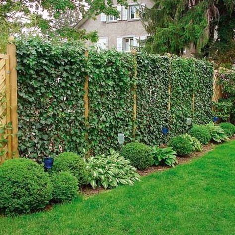 Climbing plants are popular choices for garden design, porch and front yard decorating, arbors and green fence design Gard Modern, Wall Climbing Plants, Pagar Modern, Privacy Fence Landscaping, Climbing Ivy, Large Backyard Landscaping, Fence Gate Design, Fence Plants, Green Fence