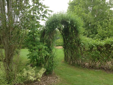 Living Archway Garden, Twig Archway, Willow Archway, Cottage Allotment, Willow Hedge, Willow Fencing, Pagan Garden, Living Willow Structures, Living Willow Fence