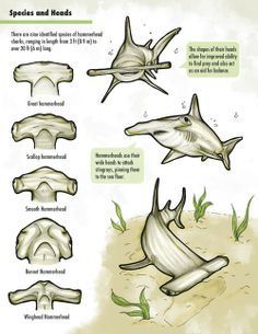 Types of hammerhead sharks Different Types Of Sharks, Oceanography Marine Biology, Types Of Sharks, Shark Facts, Shark Head, Shark Bait, Shark Art, Hammerhead Shark, Cute Shark