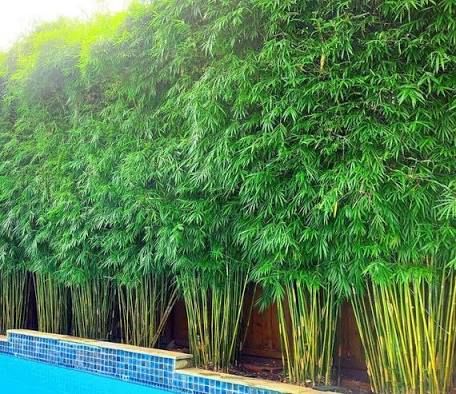 Clumping Bamboo Landscaping, Hawaii Lanai, Landscaping Features, Deck Screen, Bamboo Hedge, Bamboo Landscape, Clumping Bamboo, Pool Plants, Bamboo Privacy