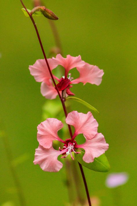 Clarkia amoena 2020 07 07 01 Clarkia Amoena, Clock Flower, Lake Washington, Four O Clock, Flowers Ideas, Seed Germination, No Light, Saint Augustine, Wildflower Garden