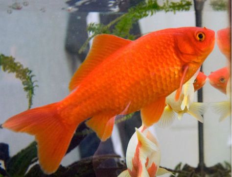 Wow! Goldfish Care, Common Goldfish, Comet Goldfish, Karp Koi, Goldfish Types, Fish Oil Benefits, Goldfish Aquarium, Pet Goldfish, Ikan Air Tawar