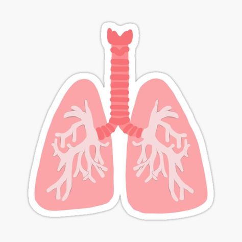 "Lungs" Sticker for Sale by princesssomo21 | Redbubble Lungs Sticker, Medical Pictures, Cute Laptop Stickers, Respiratory Therapist, Body Anatomy, Lungs, Respiratory, Study Guide, Laptop Stickers