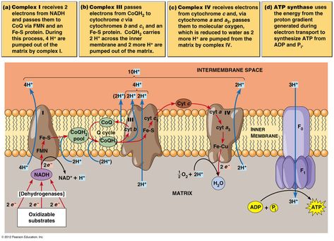 Electron transport chain Electron Transport Chain Diagram, Electron Transport Chain Notes, Electron Transport System, Mbbs Notes, Cellular Respiration Activities, Mcat Notes, Aerobic Respiration, Biochemistry Notes, Photosynthesis And Cellular Respiration