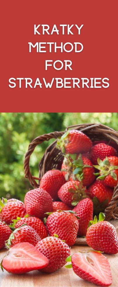 If you wish to learn about growing strawberries using the Kratky method, we will let you know in this post. A Kratky method is a form of passive hydroponic method and it is known as the simplest form of hydroponic system. This type of simple hydroponic technique is named after Bernard Kratky who’s a researcher at the University of Hawaii. You can grow various plants such as herbs, leafy greens, pepper, or tomatoes, as well as strawberries successfully using the Kratky technique. Aerogarden Diy, Kratky Hydroponics, Kratky Method, Hydroponic Strawberries, Indoor Hydroponic Gardening, Strawberry Runners, Hydroponics Diy, Aquaponic Gardening, Strawberry Garden