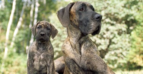 Quiet Dog Breeds, Gentle Giant Dogs, Great Dane Names, Dog Poems, Pedigree Dog, Akc Breeds, Tallest Dog, Dane Puppies, Giant Breeds