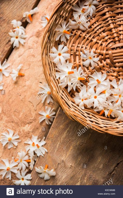 Download this stock image: Nyctanthes arbor-tristis or Parijat or prajakt flower typically found in India,asia - K0CWM6 from Alamy's library of millions of high resolution stock photos, illustrations and vectors. Parijat Flower Photography, Parijat Flower, Fallen Flowers, Night Jasmine, Flowers Rangoli, Pakistani Art, Art Markers Drawing, Nature Mandala, Indian Flowers