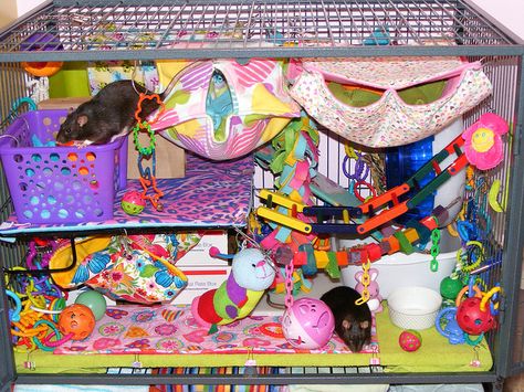 Perfect cage for rats!❤️ Rat Cage Theme Ideas, Rat Setup, Rat Ideas, Pet Rat Cages, Rat Care, Pet Rodents, Small Mammals, Rat Toys, Pet Rat