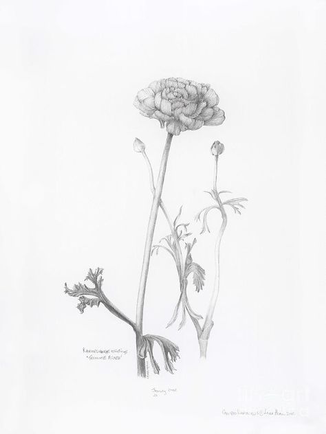 Carlsbad Ranunculus (Laura Hamill) Botanical Artists, Pencil Photo, Best Pencil, Online Contest, The Pencil, Art Contest, Post Card, Ranunculus, Colored Pencil