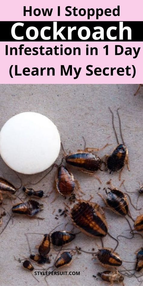 Tired of roaches around your home. Learn various DIY methods to trap and kill roaches in the house effectively without the use of toxic and expensive pesticides. With these homemade roach traps, you can expedite the process of eliminating roaches. Click To Get Rid Of Cockroaches Fast Get Rid Of German Roaches Fast, Keep Roaches Out Of House, German Cockroaches How To Get Rid Of, Get Rid Of Cockroaches Forever, How To Get Rid Of Roaches In Apartment, How To Keep Roaches Out Of Your House, How To Get Rid Of German Roaches Fast, Boric Acid For Roaches, German Roaches Get Rid Of Diy