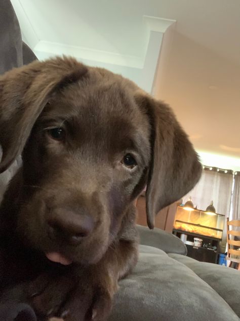 Brown Lab Aesthetic, Big Dogs Breeds, Biggest Dog In The World, Biggest Dog, Cute Fluffy Dogs, Chocolate Lab Puppies, Brown Puppy, Chocolate Labs