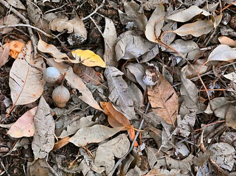 leaf litter Leaf Drawing Easy, Homemade Turkey Gravy, Leaf Litter, Nutrient Cycle, Draw Leaf, Biodiversity Conservation, Forest Ecosystem, Australian Plants, Leaf Drawing