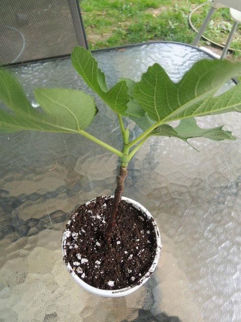 Fig Propagation, Fig Cuttings, Tree Propagation, Growing Fig Trees, Fig Trees, Growing Fruit Trees, Fig Fruit, Growing Fruit, Tree Care