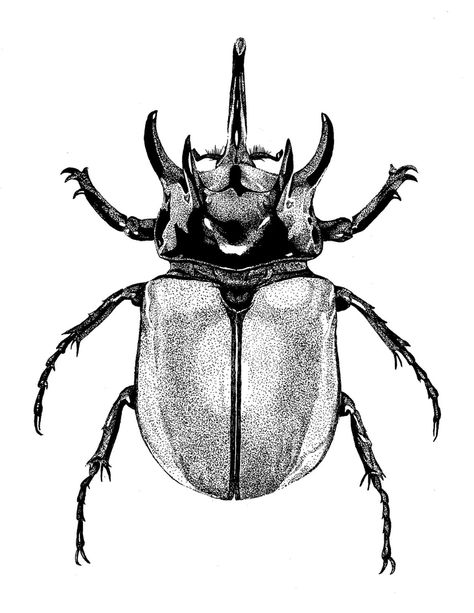 Beetle drawings | Nat McIntyre Rhinosaurus Beetle Tattoo, Hercules Beetle Drawing, Beatle Tattoo Design, Bug Drawing Insects, Scarab Beetle Tattoo Design, Rhinoceros Beetle Tattoo, Dung Beetle Tattoo, Scarab Beetle Drawing, Scarab Drawing