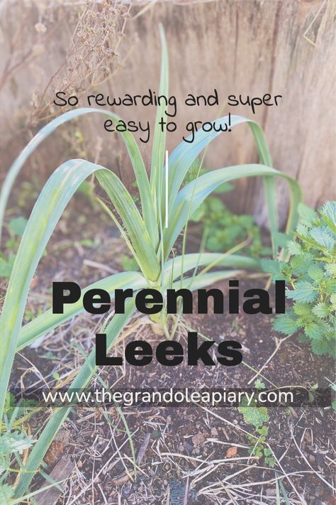 Do you know you can grow perennial leeks? I found out about these guys a few years ago, and I have not planted annual leeks since! How To Grow Leeks, Leek Plant, Growing Leeks, Companion Planting Guide, Hobby Farming, Dig Gardens, Perennial Vegetables, Gardening Advice, Hobby Farms