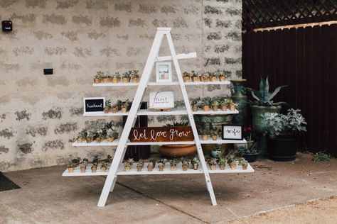 Wedding favor succulents; "Let Love Grow" Mini Plant Favors, Let Love Grow Favors, Plant Favors, Memory Photography, Cheap Wedding Favors, Favor Display, Cheap Favors, Let Love Grow, Succulent Wedding Favors